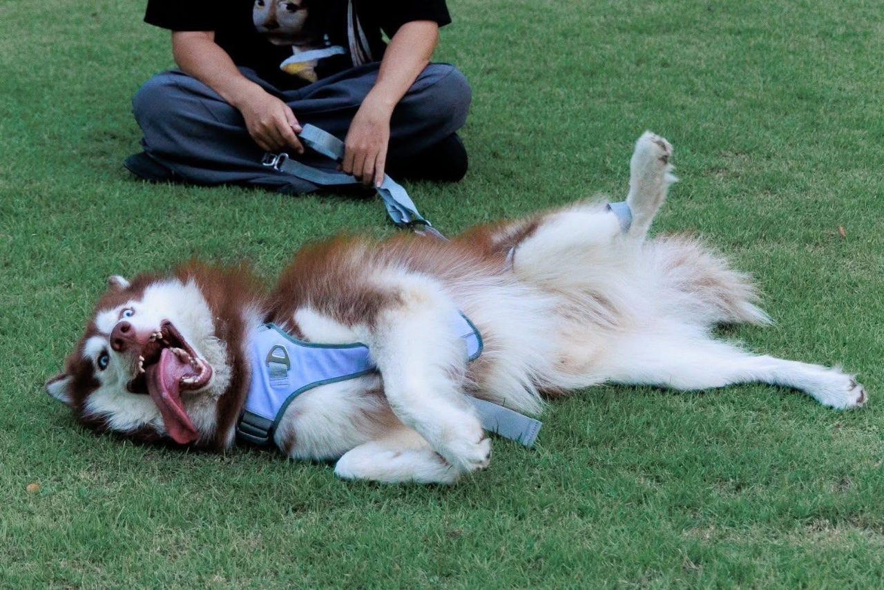 ส่งมอบถึงมือครอบครัวใหม่ — ลูกไซบีเรียนฮัสกี้จากฟาร์มไซบีเรียนชุมพร