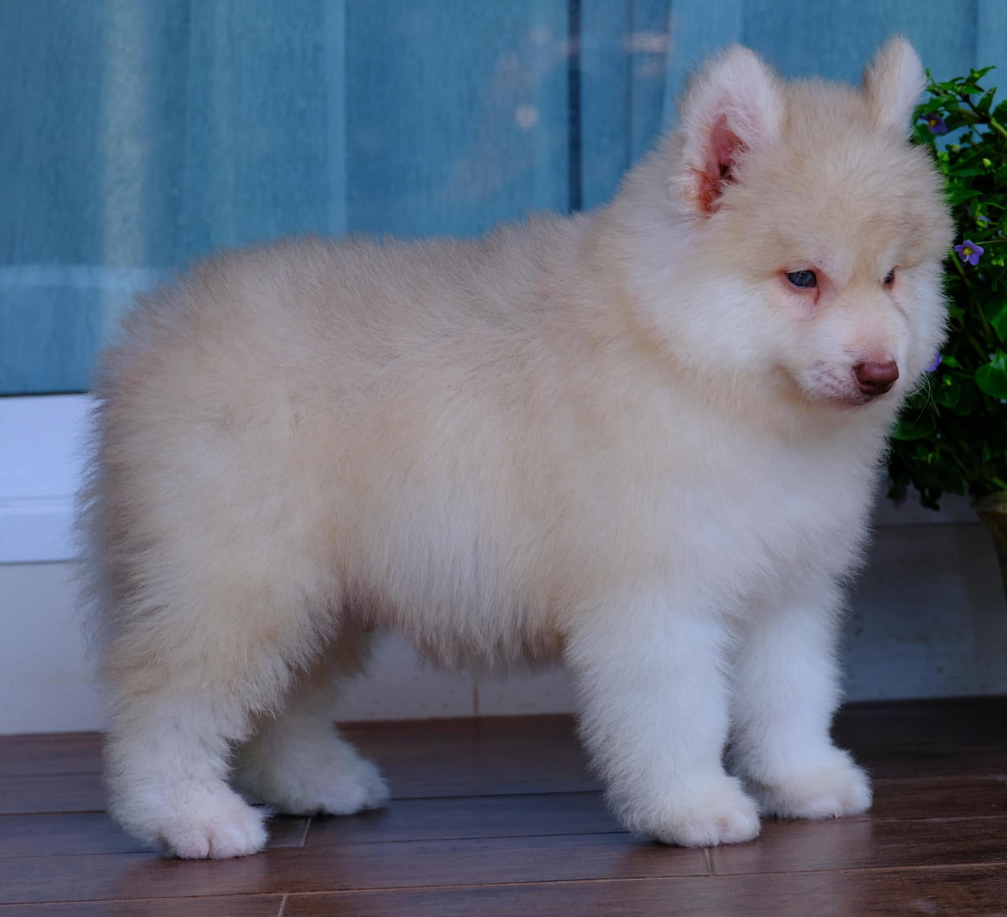 ลูกไซบีเรียนพร้อมจอง ตาสีฟ้าใส — รูปที่ 4