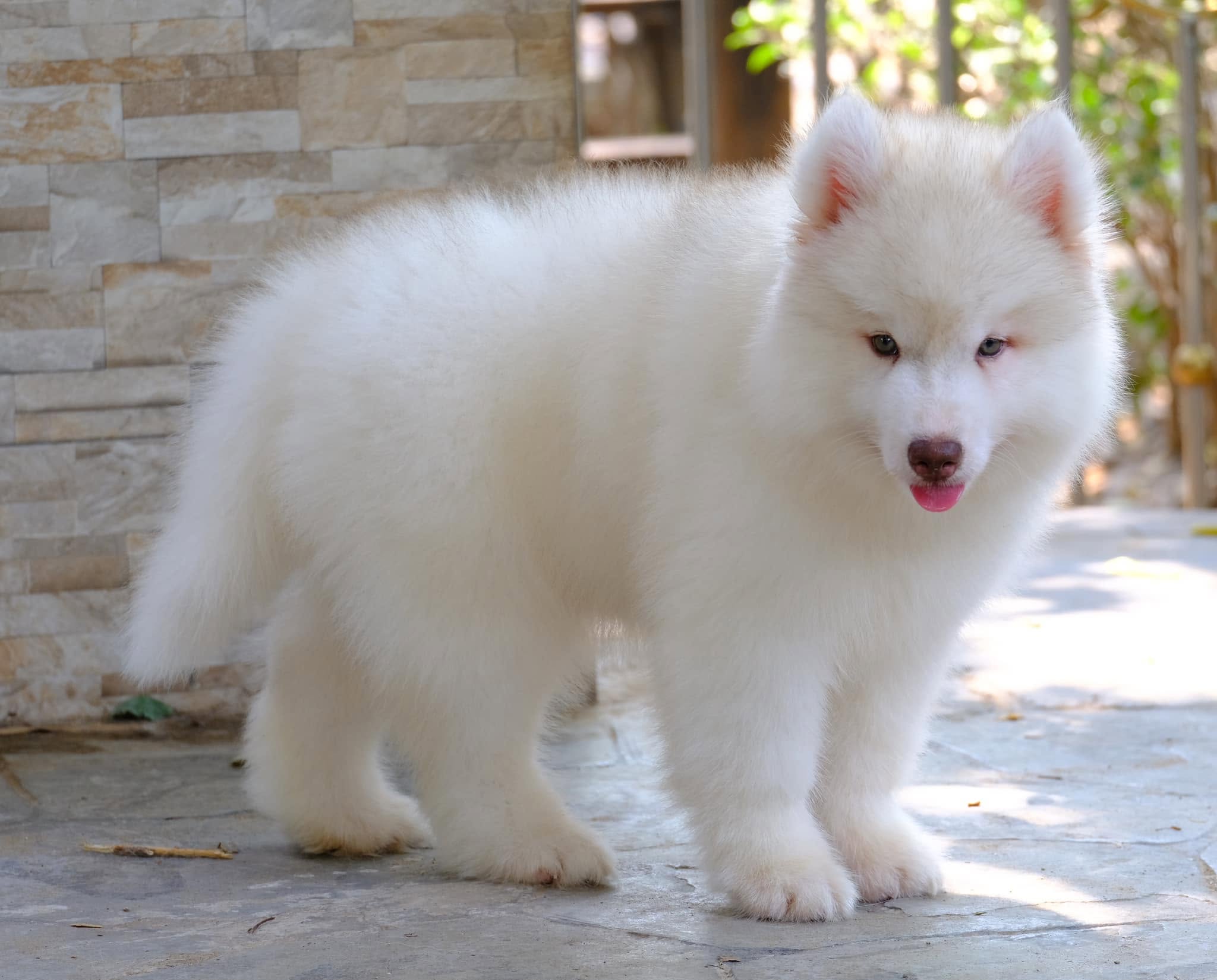 ลูกไซบีเรียนพร้อมจอง ตาสีฟ้าใส — รูปที่ 12