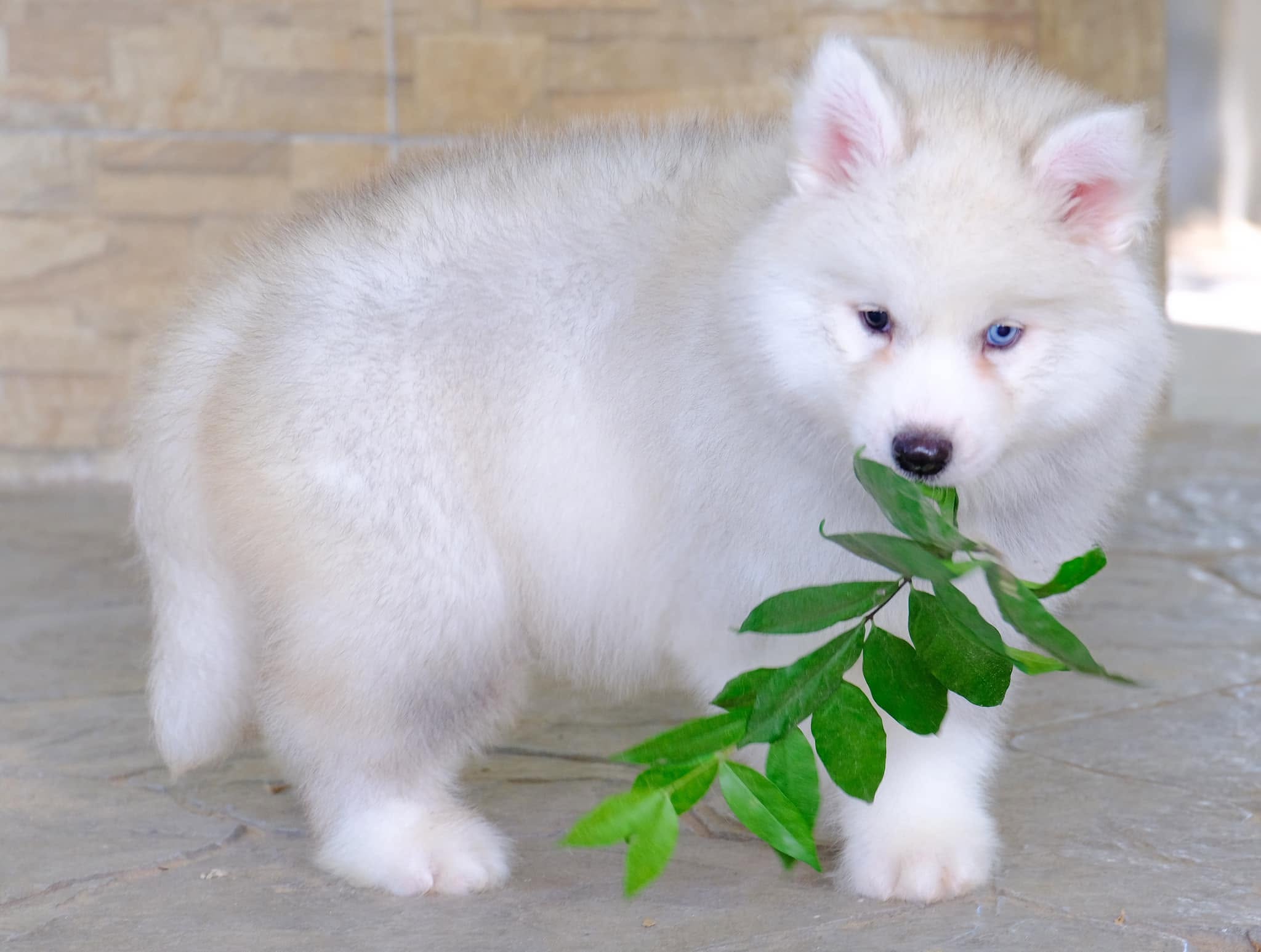 ครอกลูกไซบีเรียนฮัสกี้จากพ่อแม่พันธุ์คัดสรร — รูปที่ 21