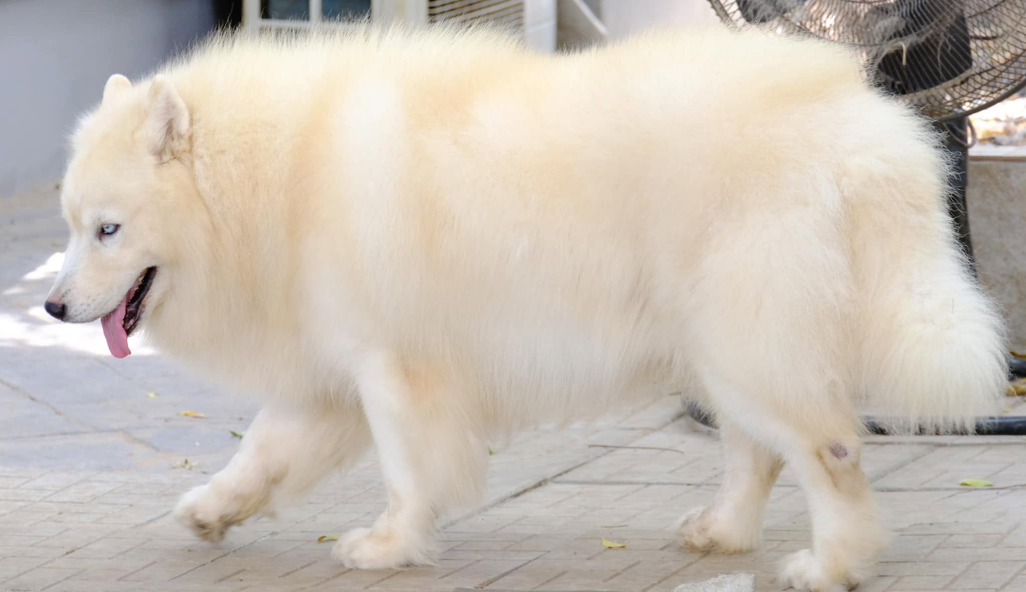 ครอกลูกไซบีเรียนฮัสกี้จากพ่อแม่พันธุ์คัดสรร — รูปที่ 29