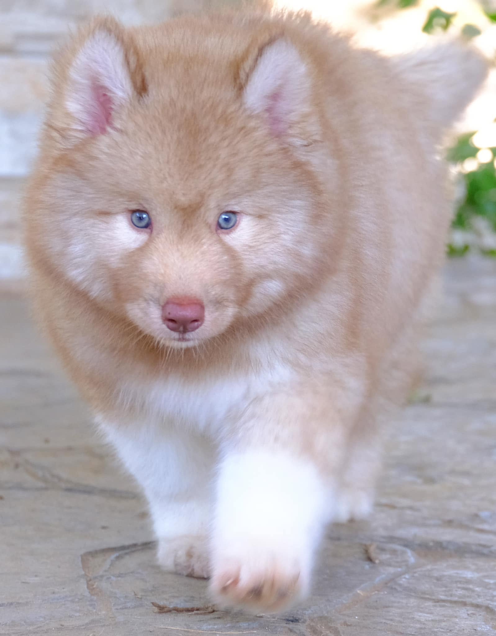 ลูกไซบีเรียนพร้อมจอง ตาสีฟ้าใส — รูปที่ 36