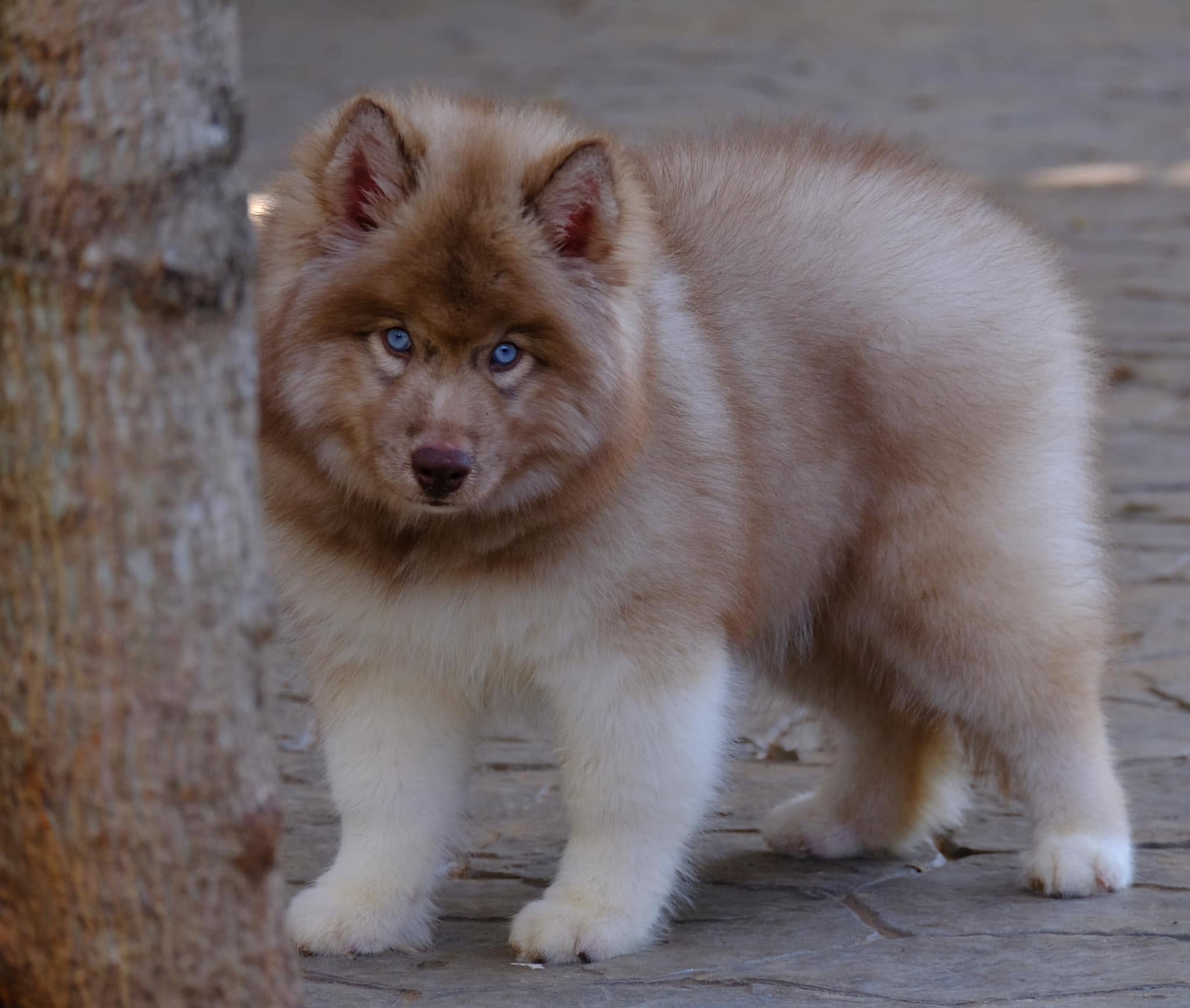 ครอกลูกไซบีเรียนฮัสกี้จากพ่อแม่พันธุ์คัดสรร — รูปที่ 45