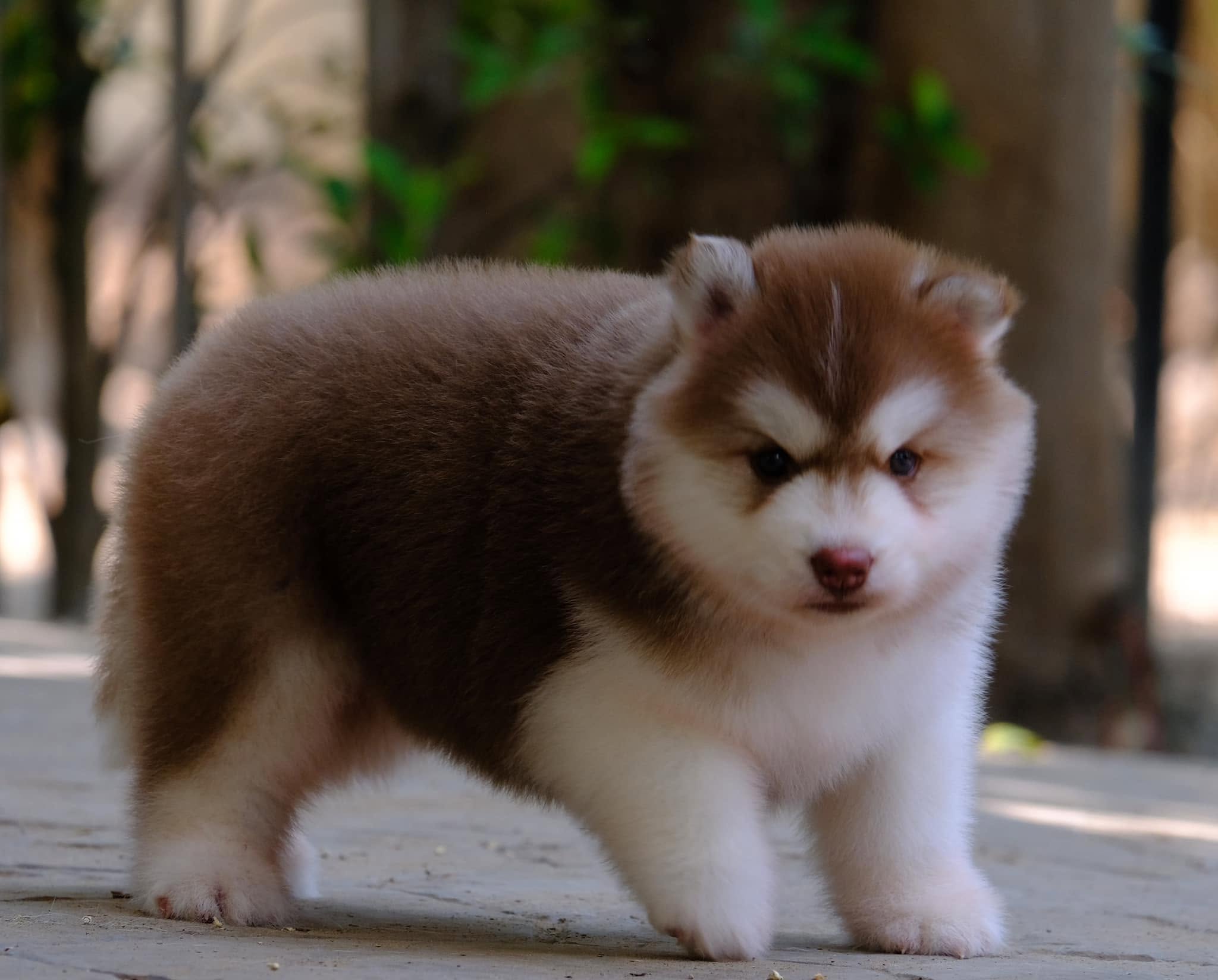Sable รูปที่ 2