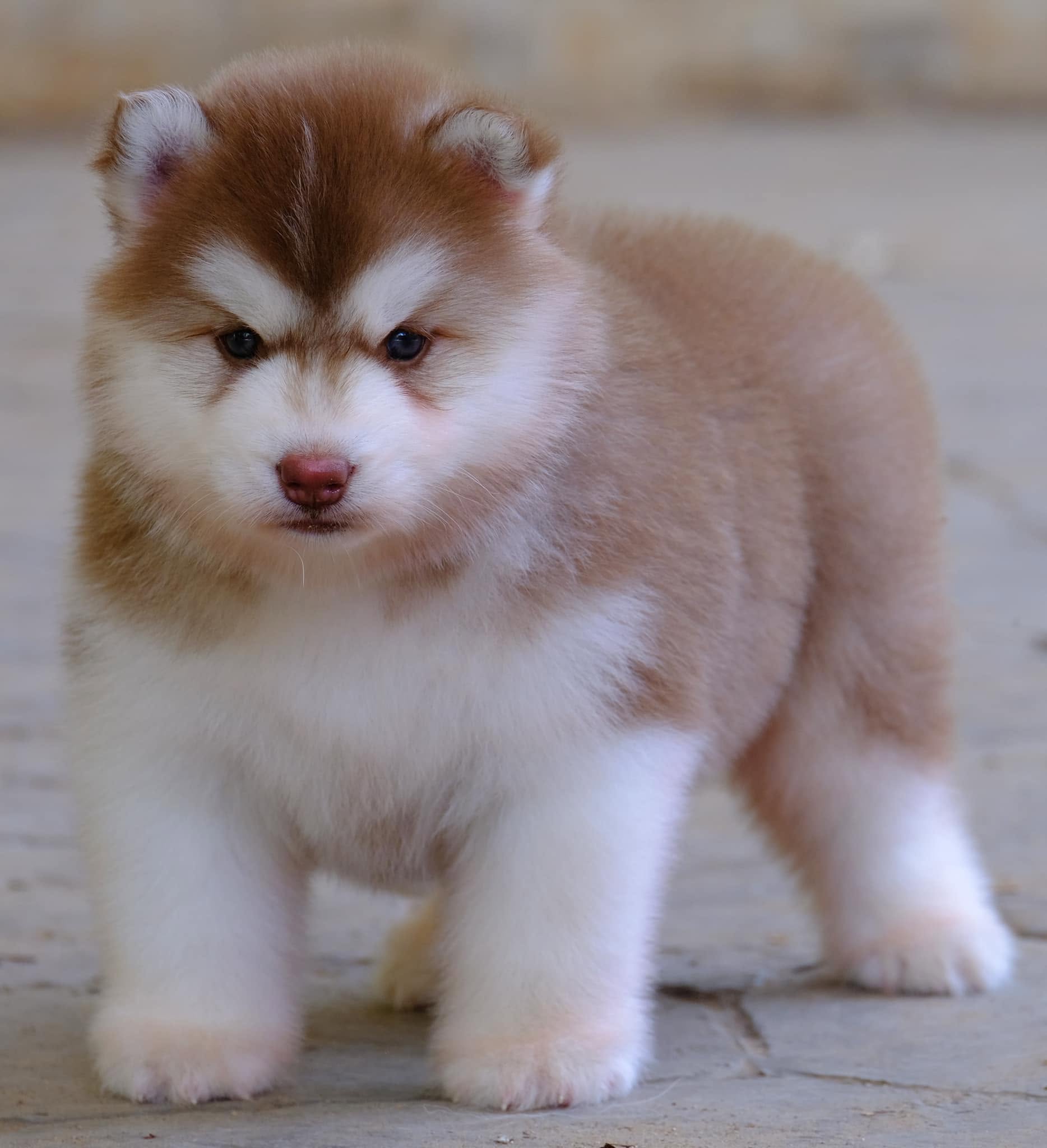 Sable รูปที่ 3