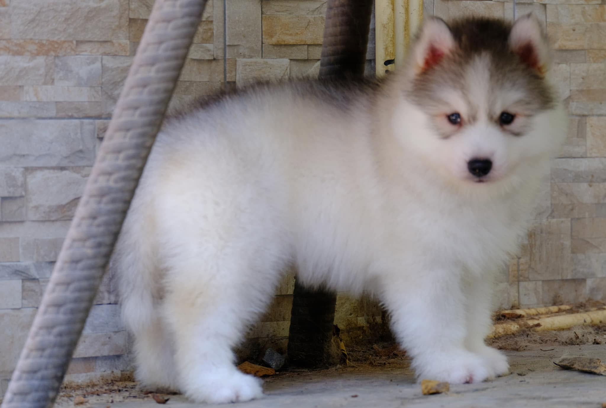 ครอกลูกไซบีเรียนฮัสกี้จากพ่อแม่พันธุ์คัดสรร — รูปที่ 85