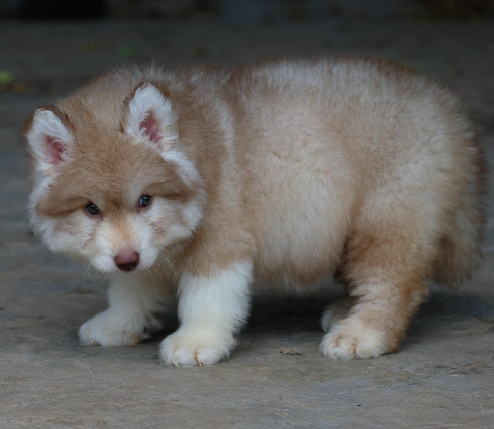 Ranger รูปที่ 3