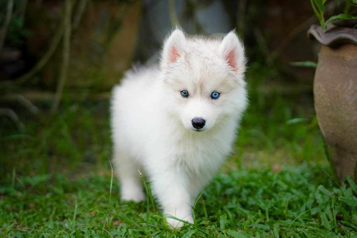 Blue-eyed Siberian Husky puppy available for worldwide export from Thailand