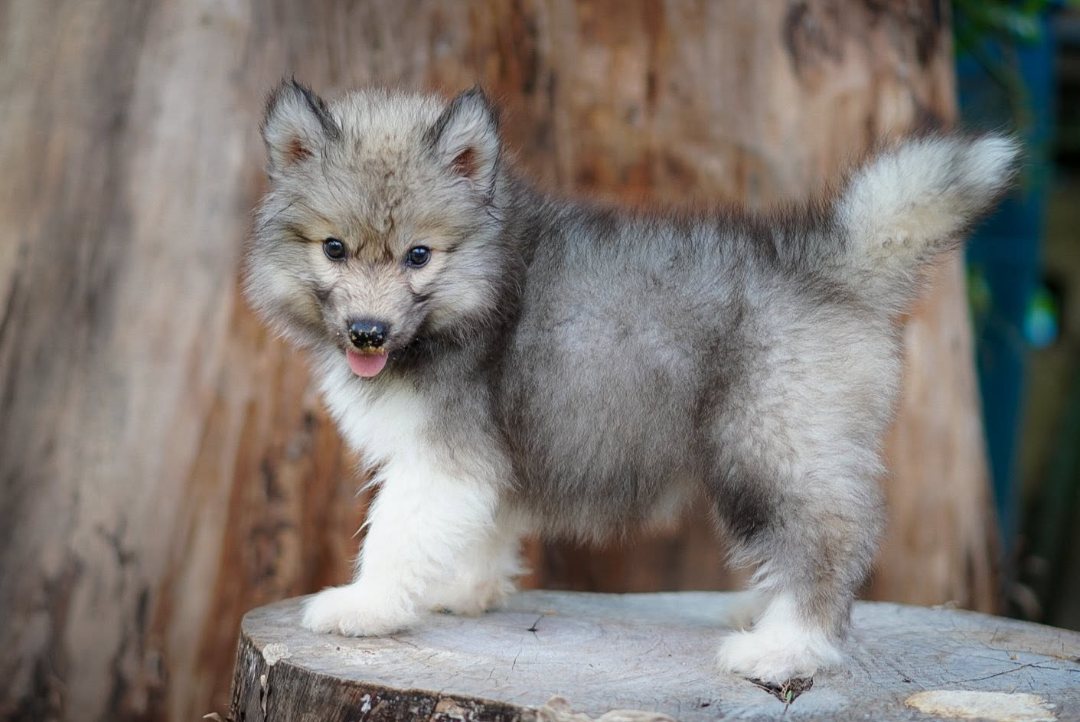 Wolfgang — Agouti (Special) Siberian Husky puppy