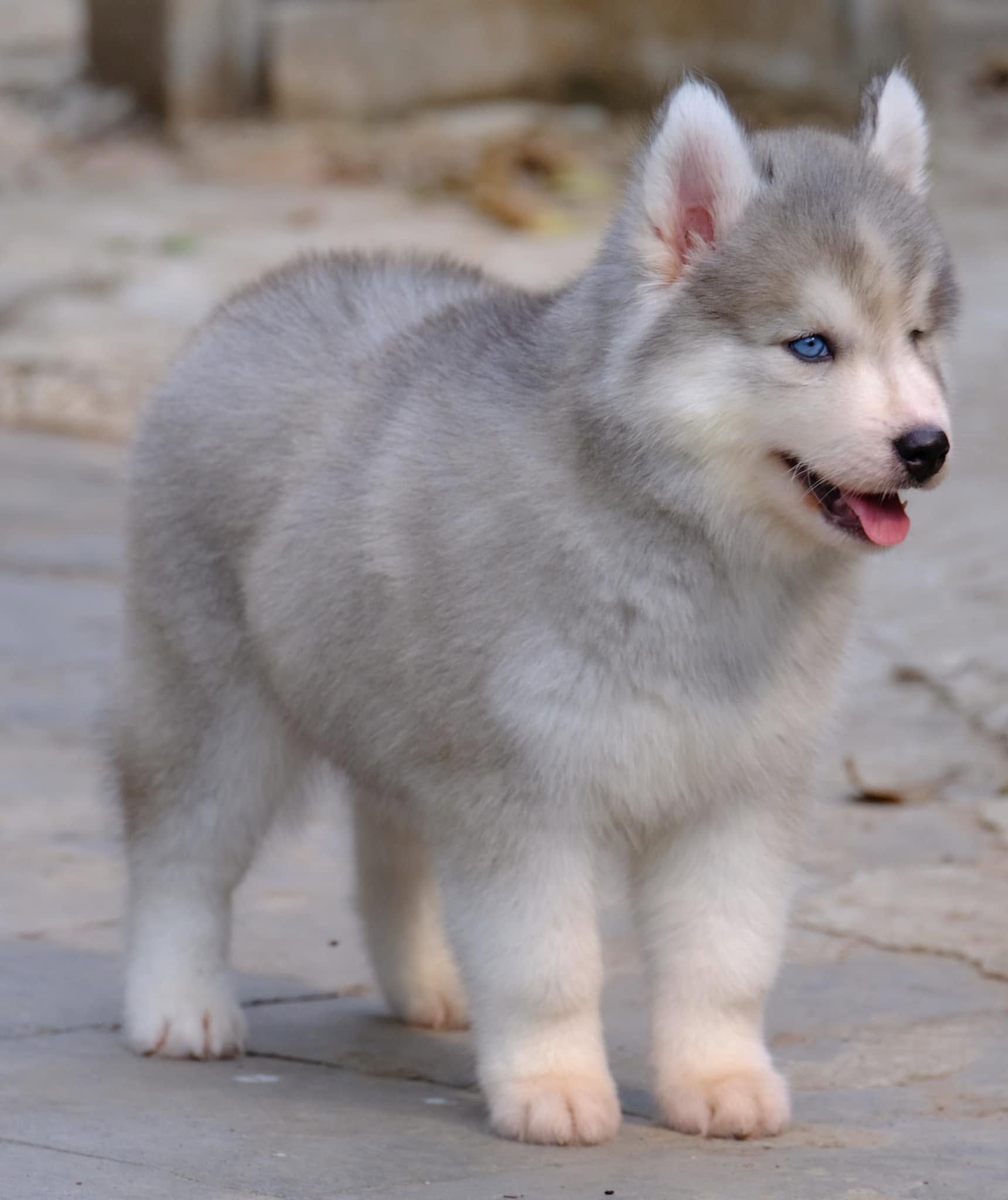 Blizzard รูปที่ 2