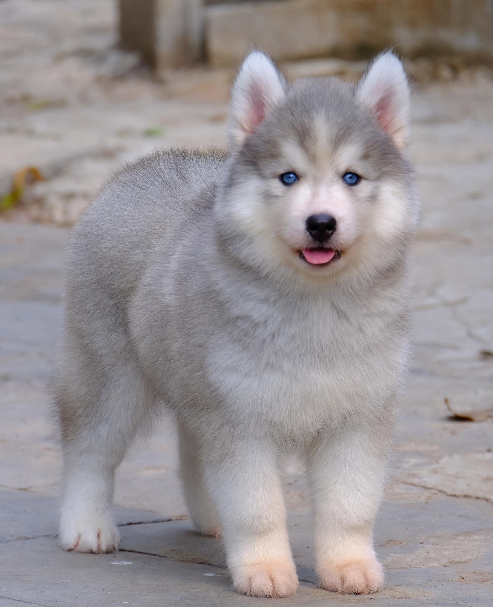 Blizzard รูปที่ 4