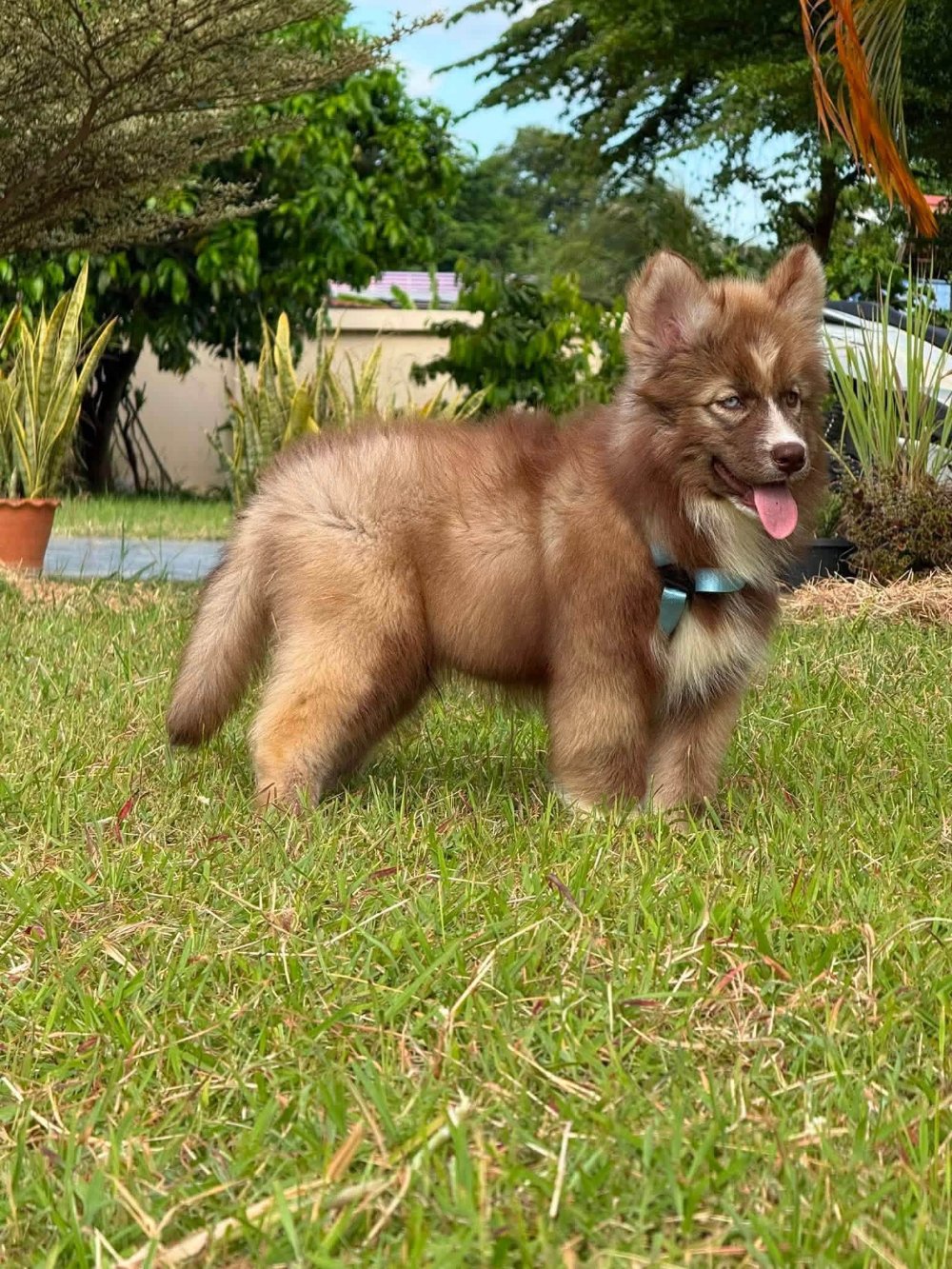 Cacao — Chocolate Siberian Husky puppy, delivery to Chiang Mai