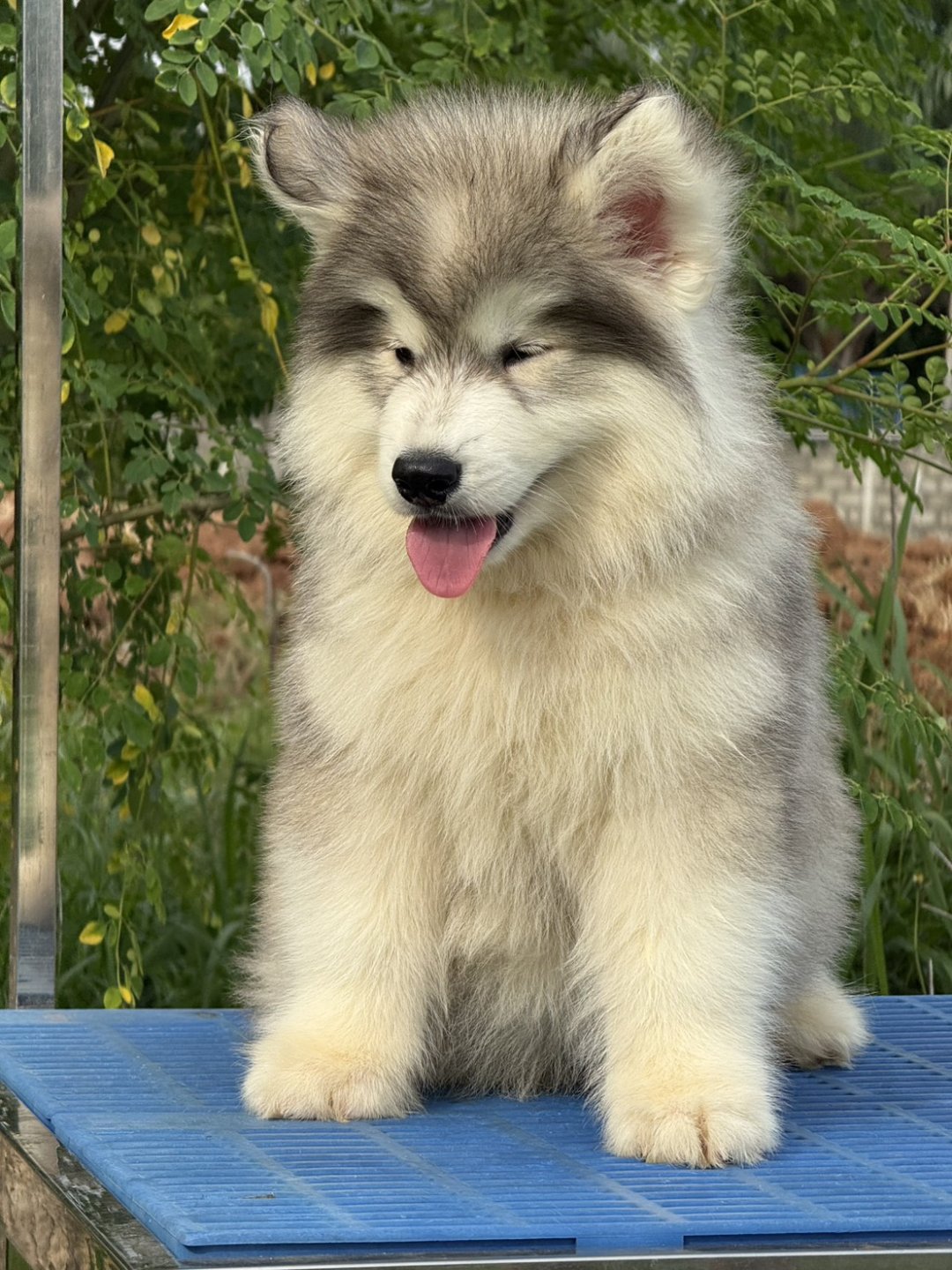 Aurora — Grey & White Siberian Husky puppy, delivery to Chiang Mai