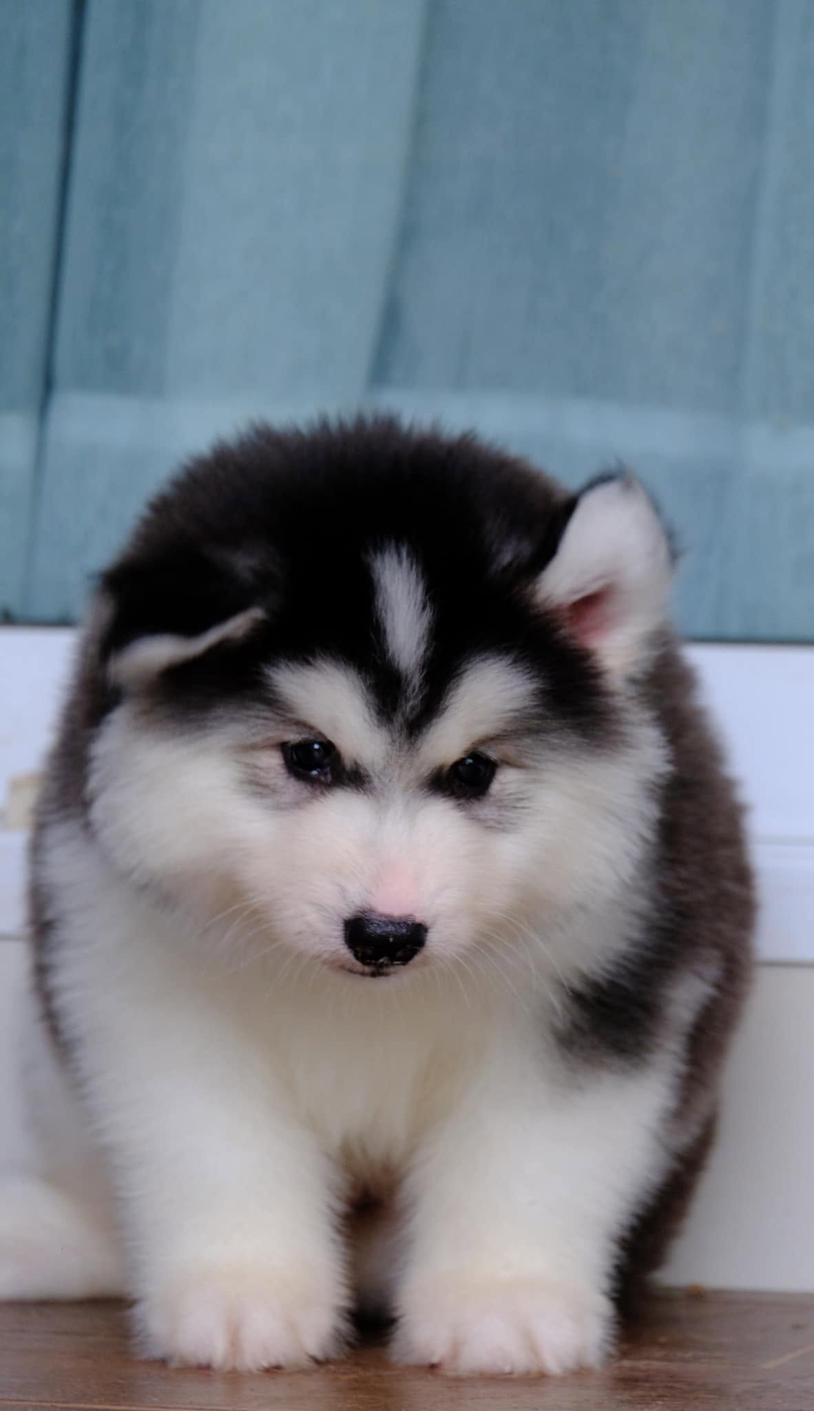 Nova รูปที่ 3