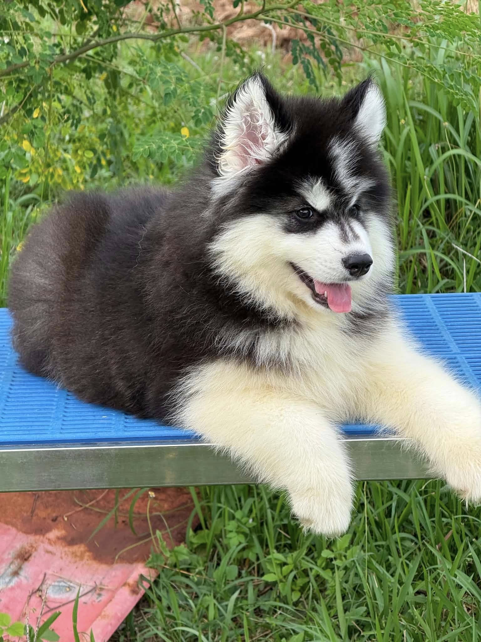 Phoenix — Classic Copper Siberian Husky puppy
