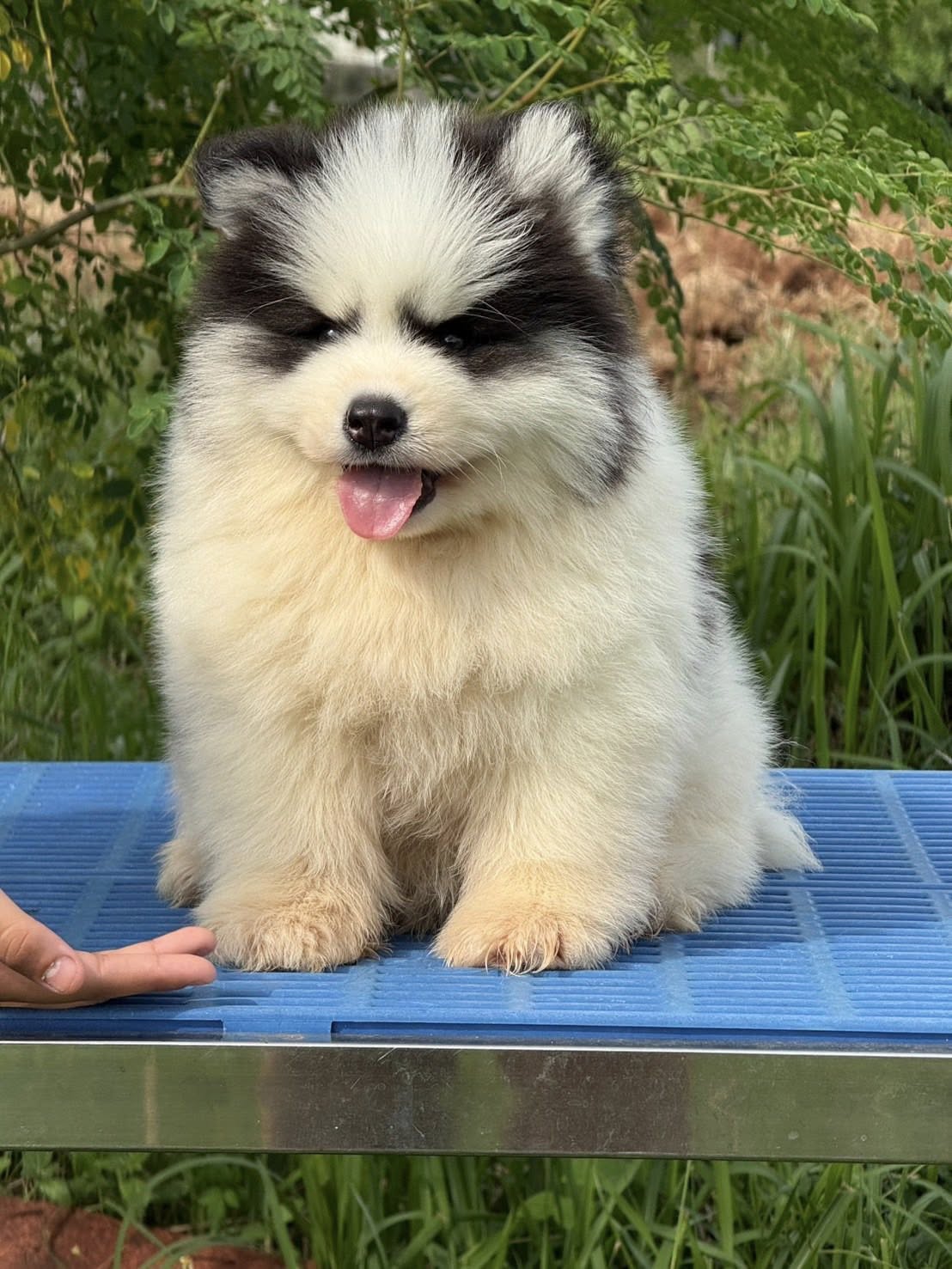 Juno — Black & White Siberian Husky puppy
