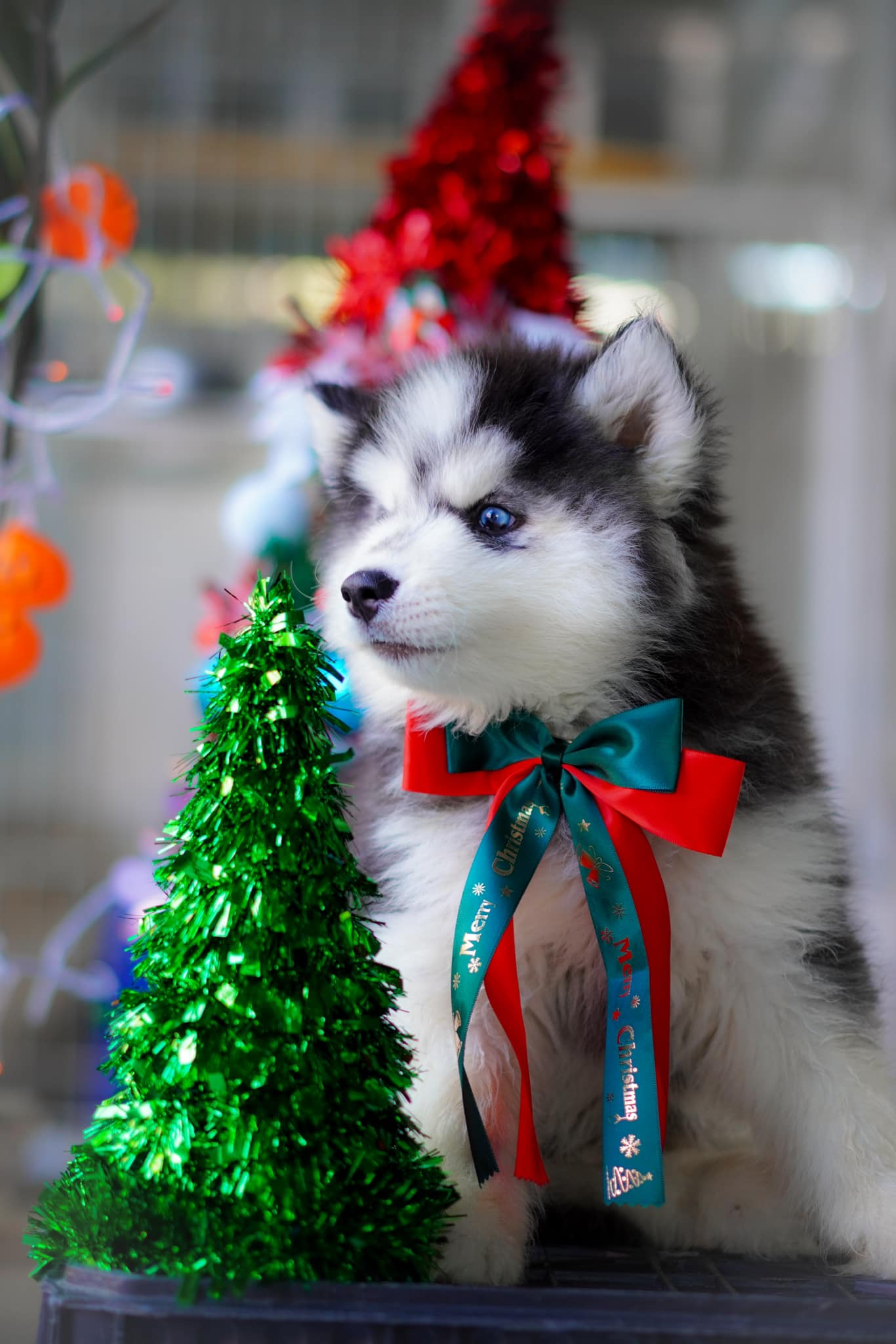 Orion — Black & White Siberian Husky puppy