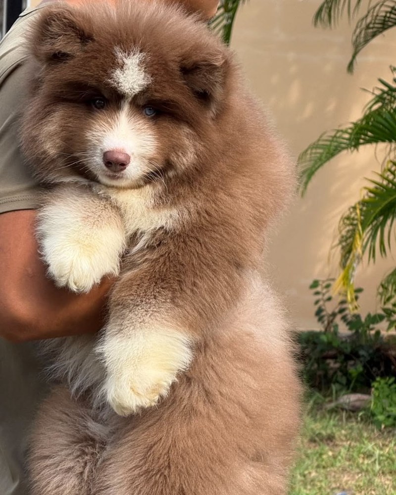 Mocha Signature ภาพที่ 2