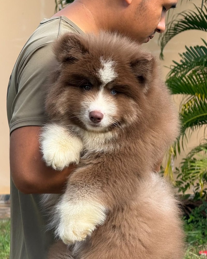 Mocha Signature ภาพที่ 3