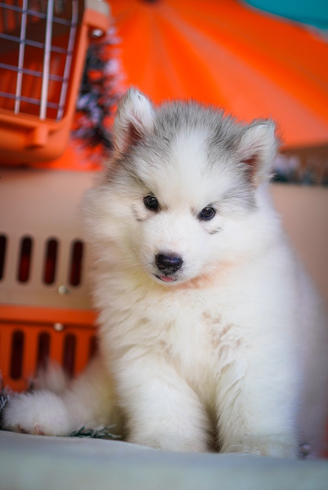 Frost — Grey & White Siberian Husky puppy
