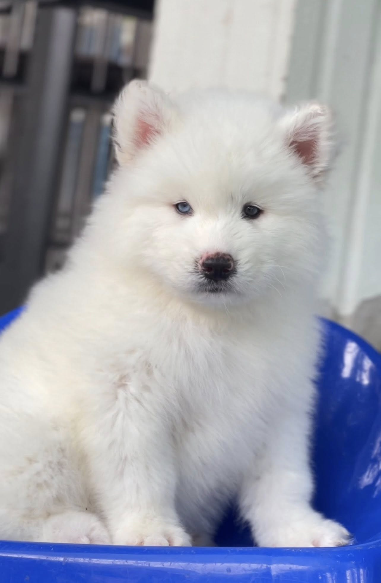 Luna — Pure White Siberian Husky puppy