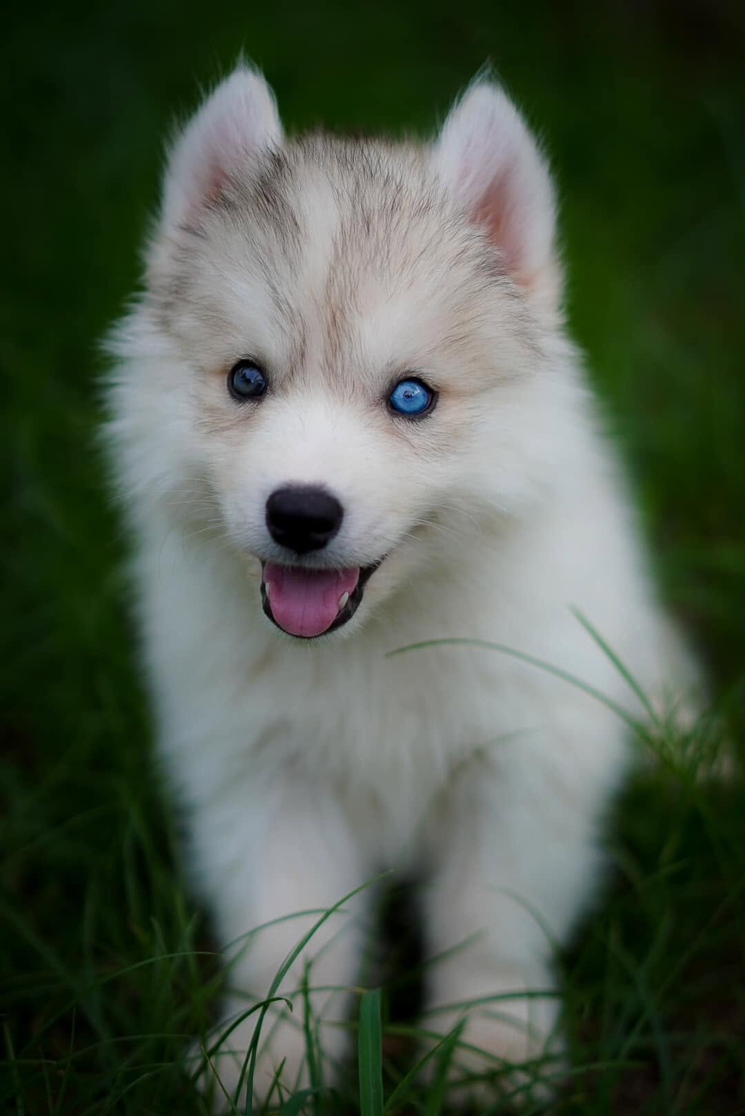 Snow — Pure White Siberian Husky puppy, delivery to Chiang Mai